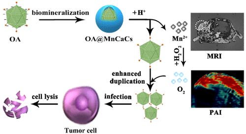 Huang L-L, Li X, Zhang J-F, Zhao Q-R, Zhang M-J, Liu A-A, Pang D-W, and Xie H-Y*. MnCaCs-Biomineralized Oncolytic Virus for Bimodal Imaging-Guided and Synergistically Enhanced Anticancer Therapy. Nano Letters, 2019, 19(11): 8002-8009.