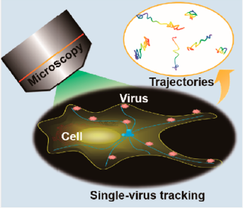 Liu S-L, Wang Z-G, Xie H- Y, Liu A-A, Lamb D-C, and Pang D-W *. Single-Virus Tracking: From Imaging Methodologies to Virological Applications. Chemical Reviews, 2020, 120(3): 1936-1979